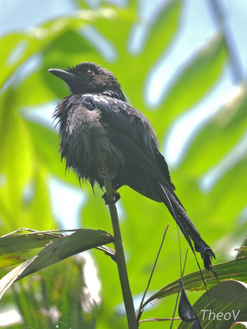 Greater racket-tailed drongo [2016]