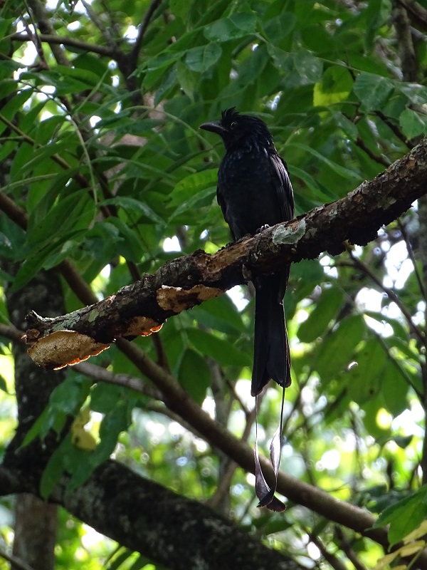 Greater racket-tailed drongo (Dicrurus paradiseus paradiseus)