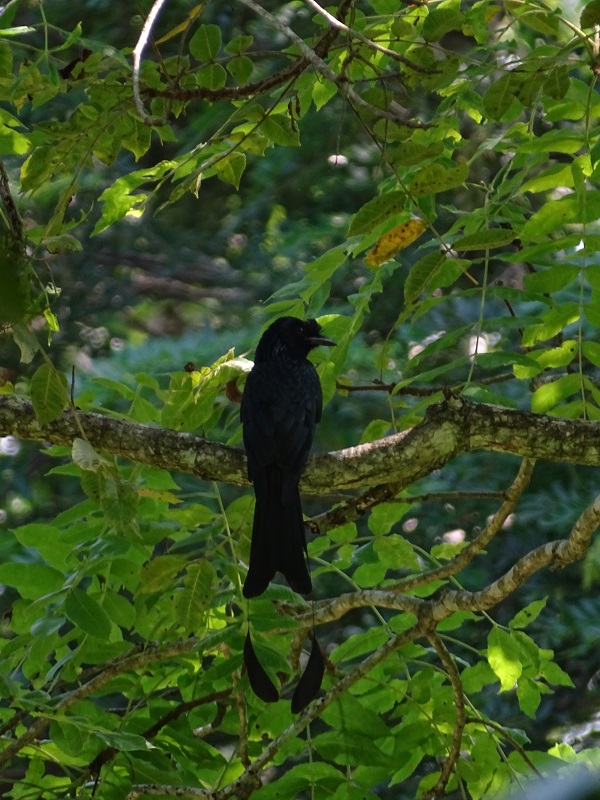 Greater racket-tailed drongo (Dicrurus paradiseus paradiseus)