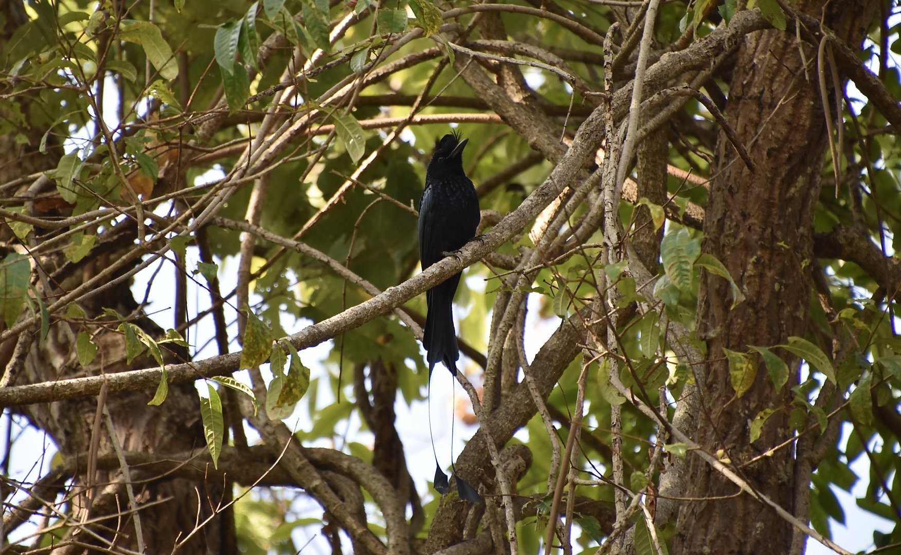 Greater Racket-Tailed Drongo (Dicrurus paradiseus rangoonensis) - wild