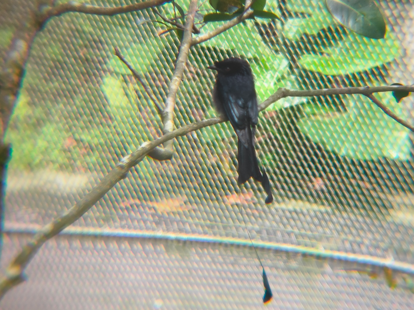 Greater Racket-Tailed Drongo (Dicrurus paradiseus)