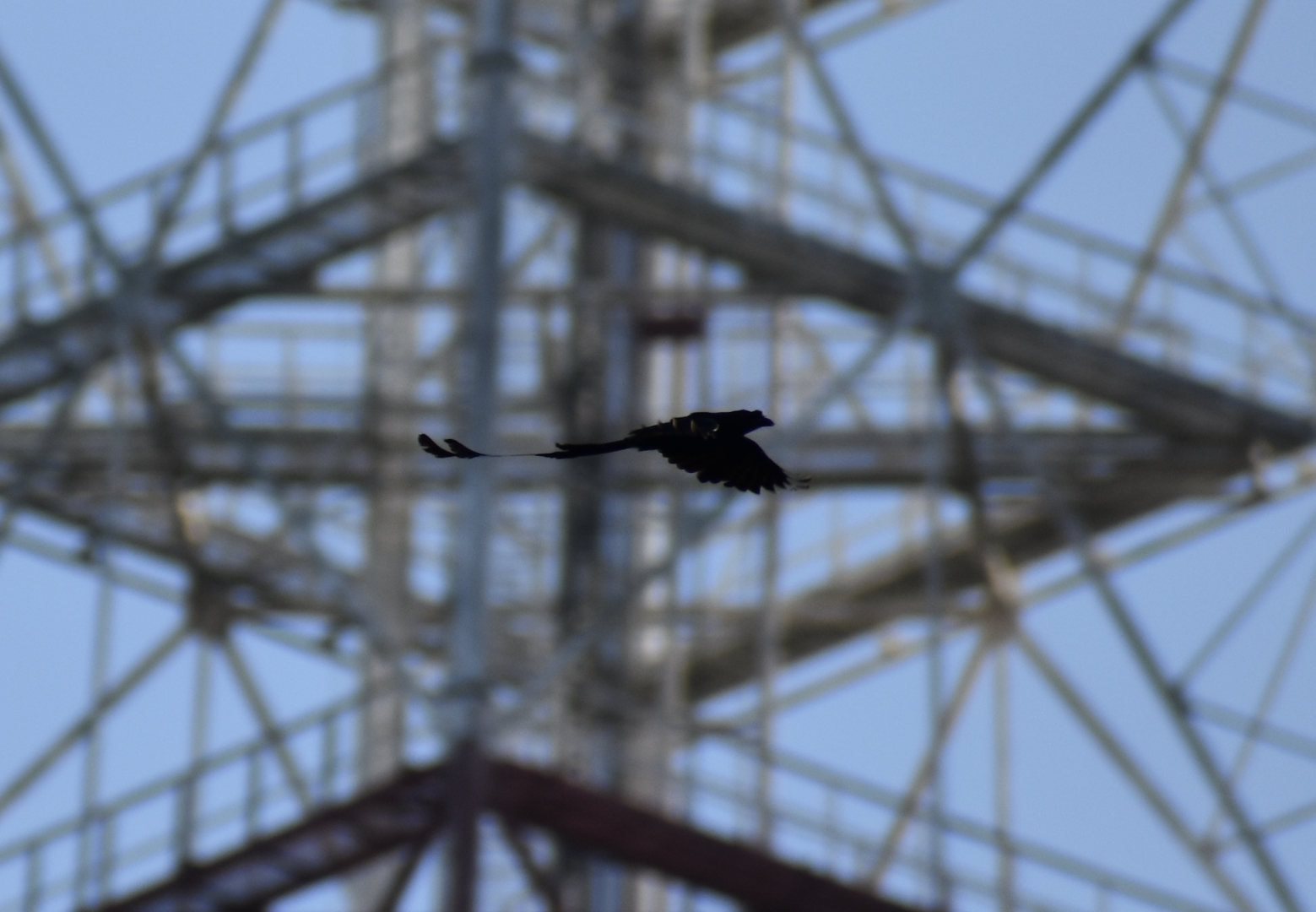 Greater Racket Tailed Drongo ~ Hindhede Nature Park
