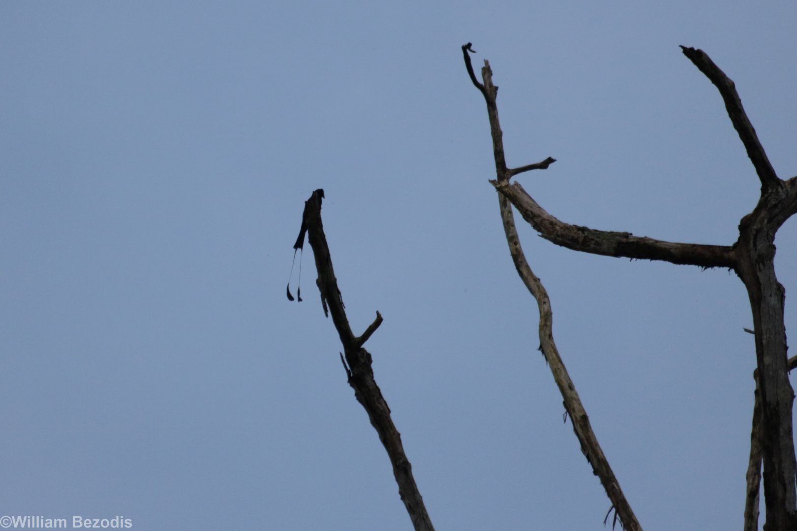 Greater Racket-tailed Drongo - Kaeng Krachan National Park