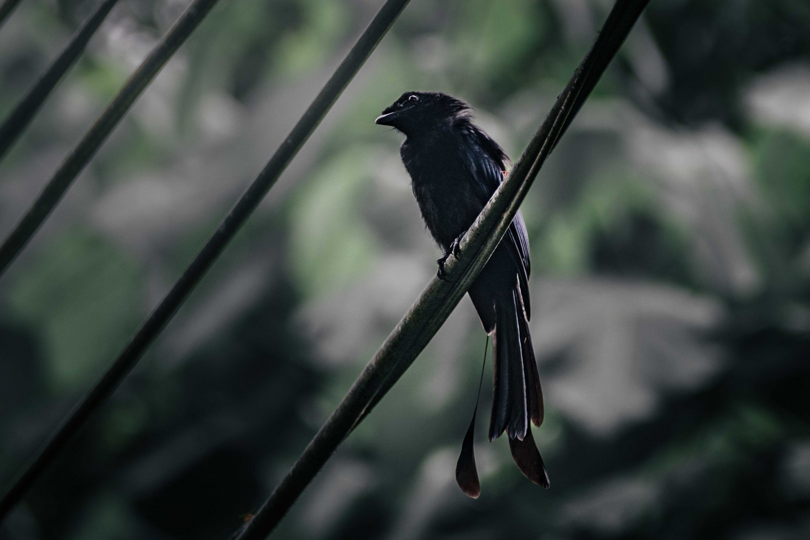 Greater (?) Racket Tailed Drongo - Penang Hill