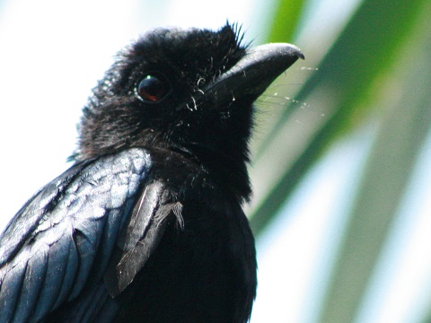Greater Racket-tailed Drongo