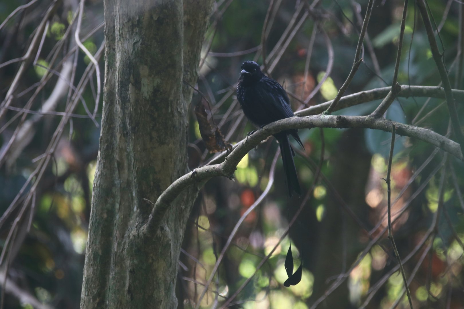 Greater Racket-tailed Drongo
