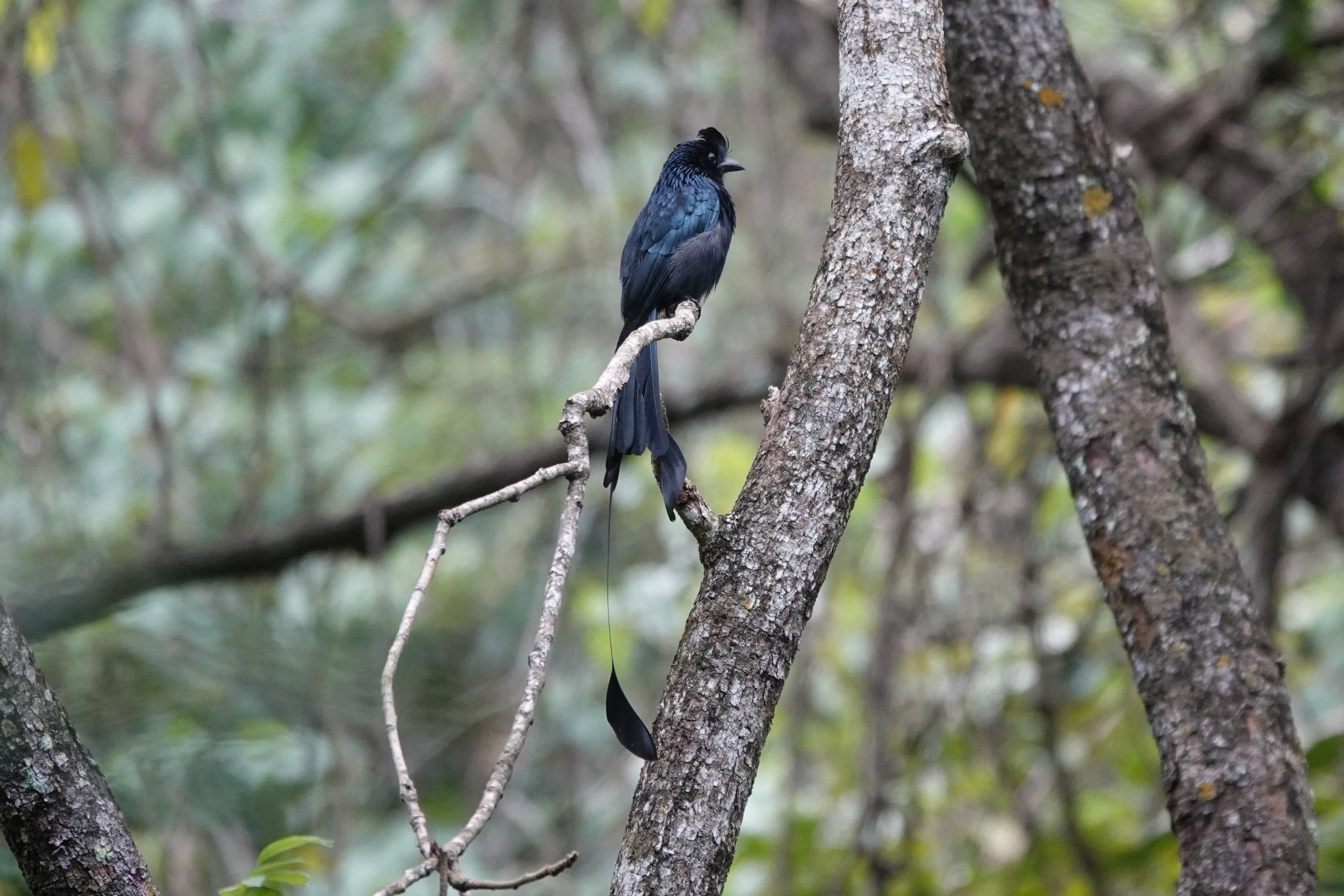 Greater Racket-tailed Drongo