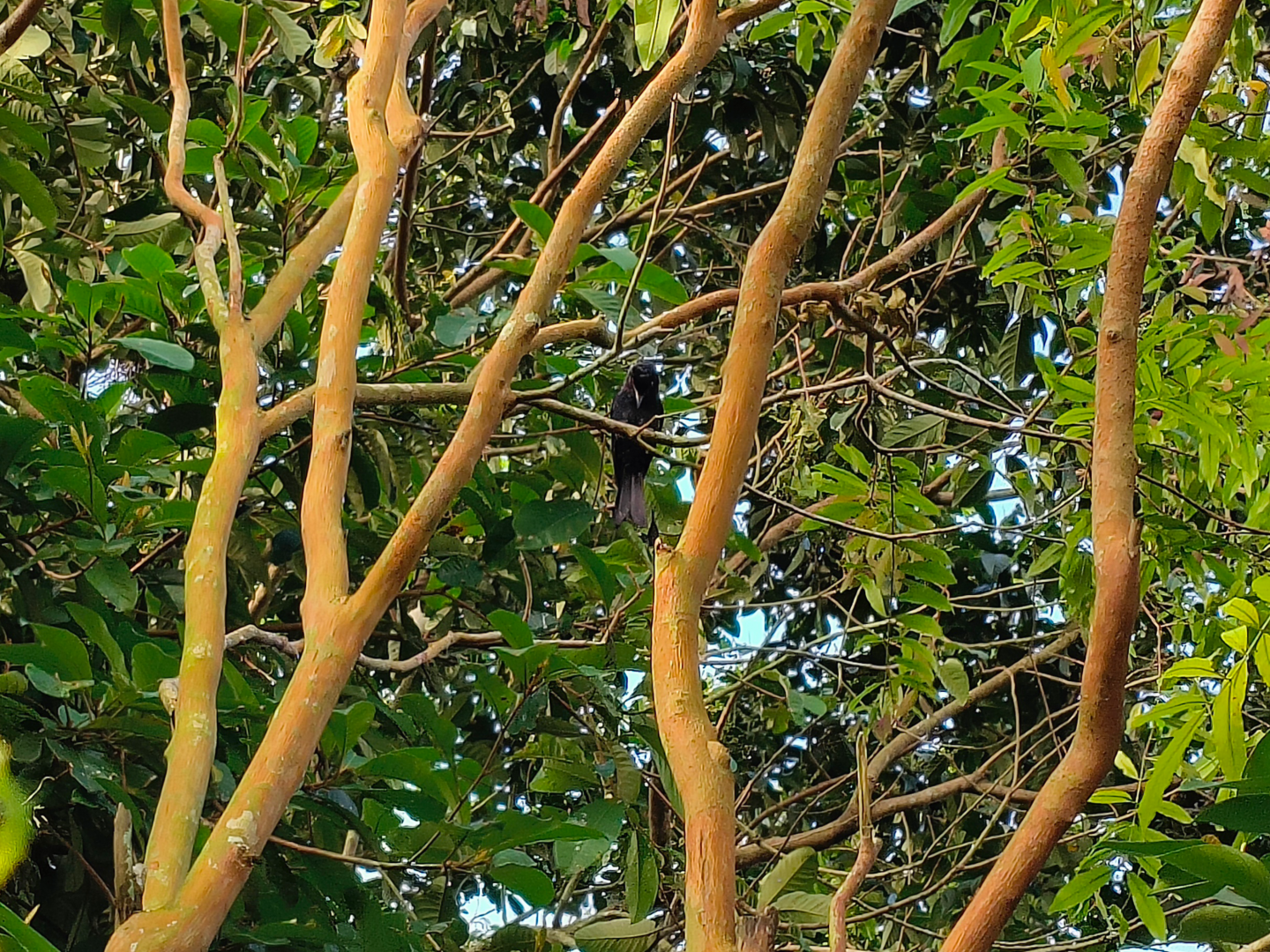 Greater Racket-Tailed Drongo