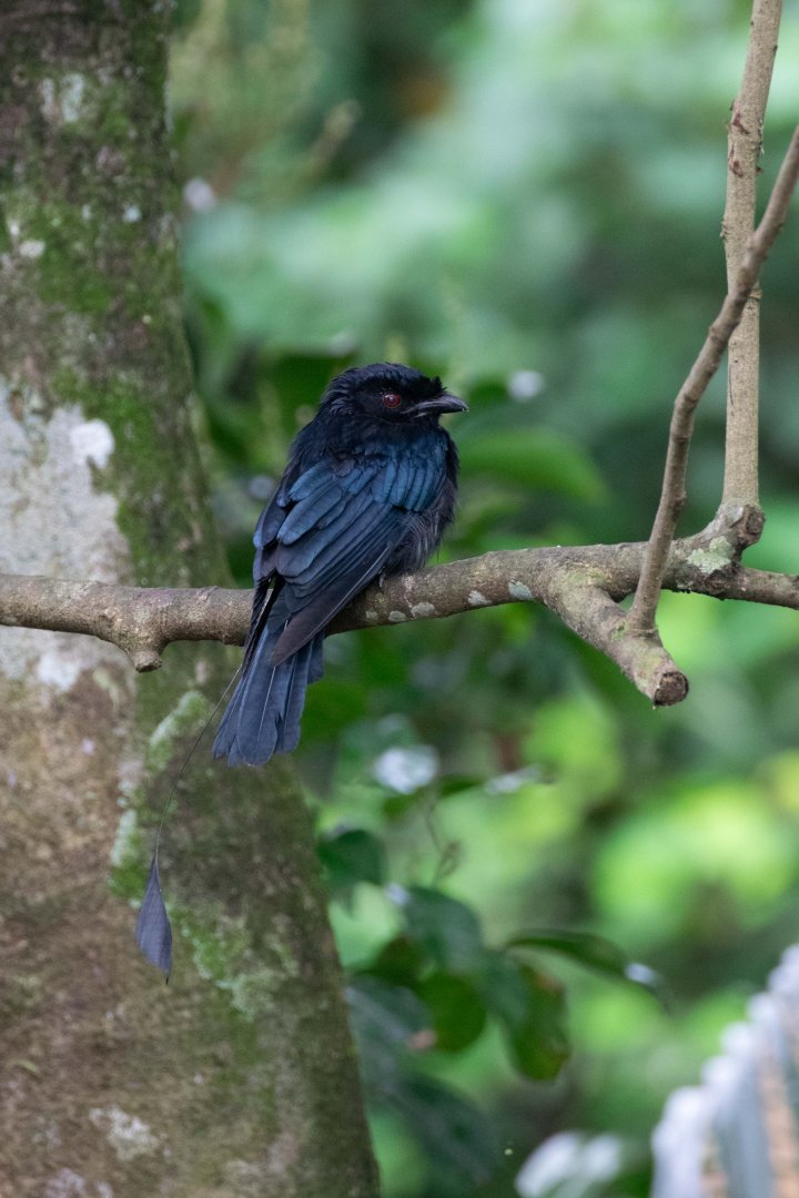 Greater Racket Tailed Drongo