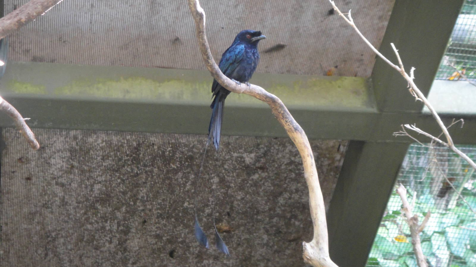 Greater Racquet-tail Drongo