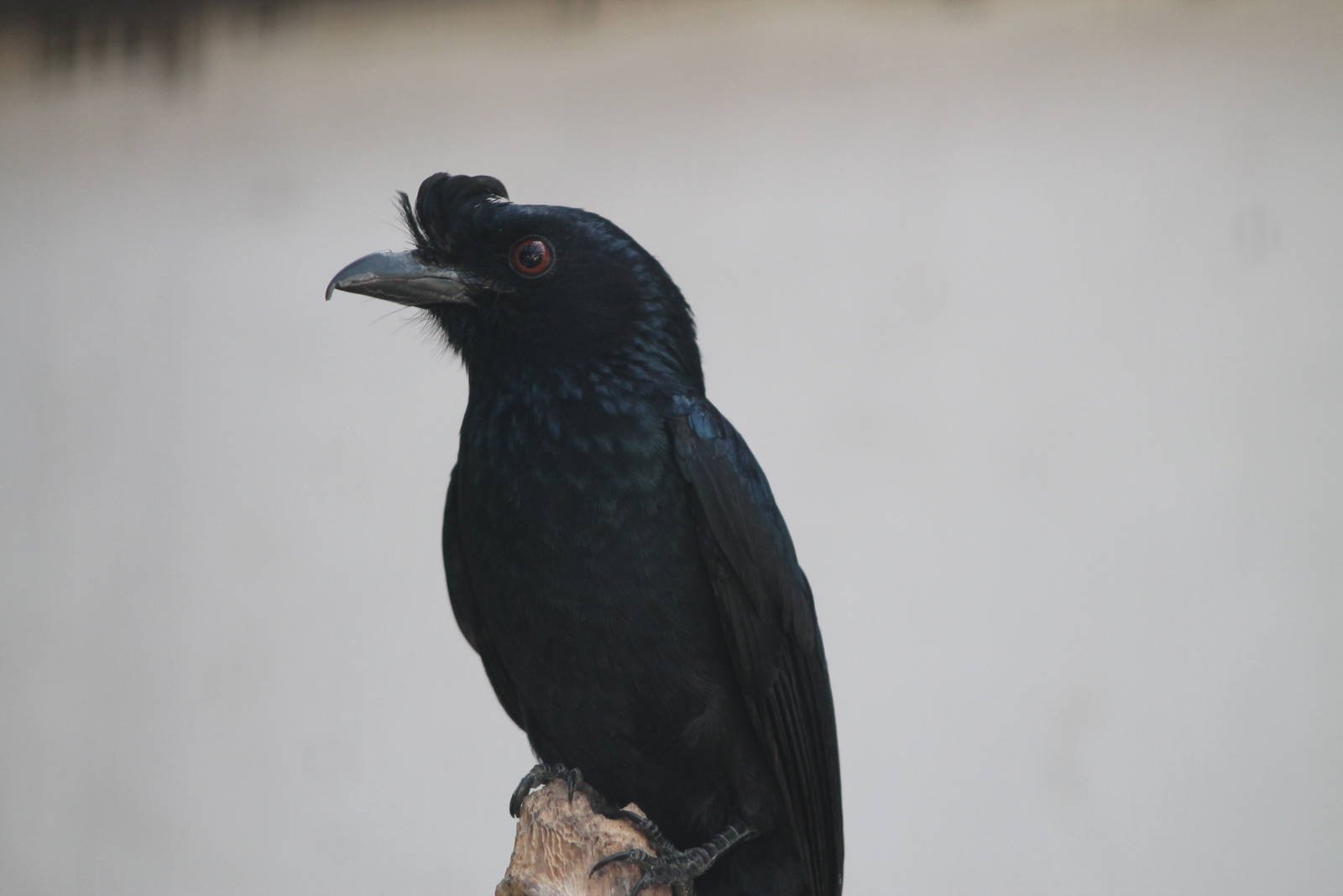 greater racquet-tailed drongo (Dicrurus paradiseus)