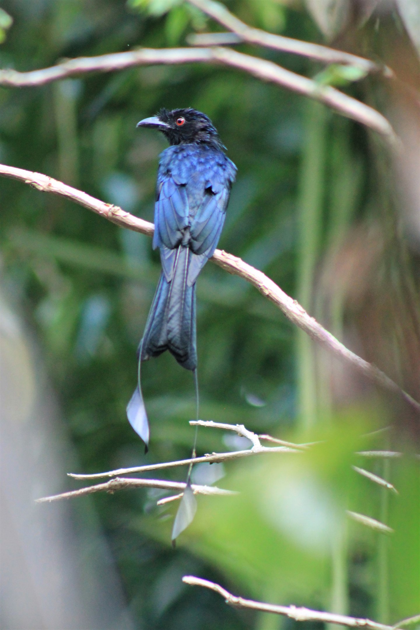 Greater Racquet-tailed Drongo (Dicrurus paradiseus)