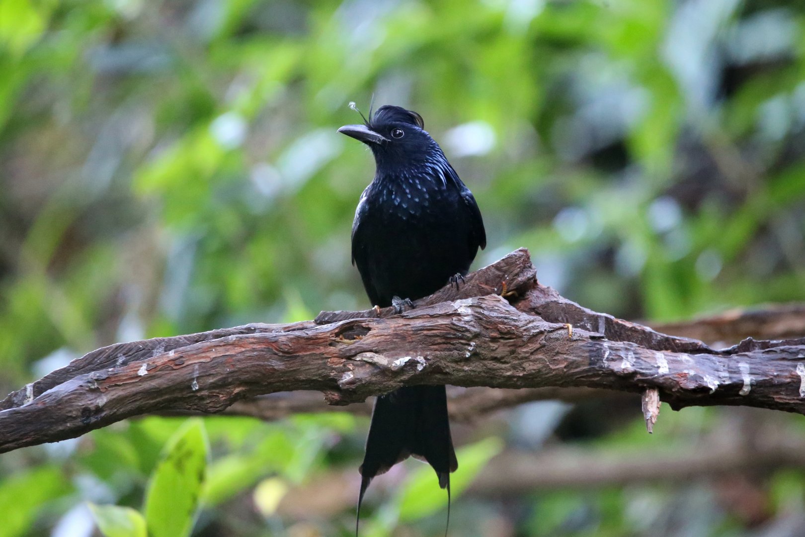 Greater Racquet-tailed Drongo (Dicrurus paradiseus)