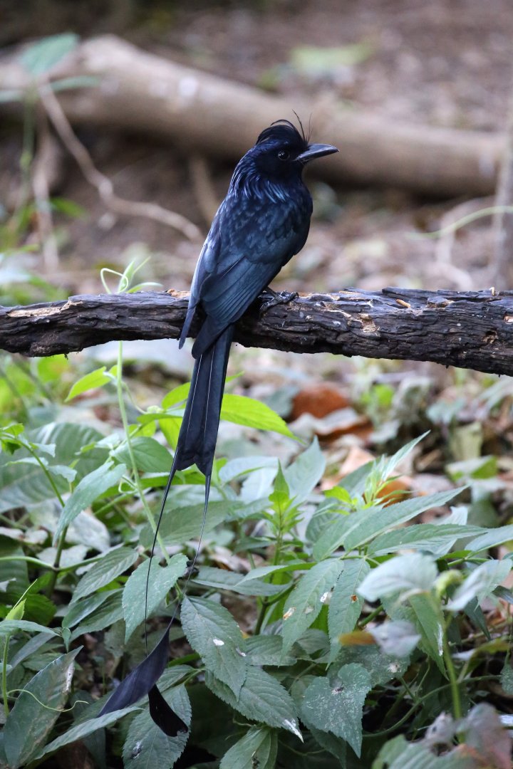 Greater Racquet-tailed Drongo (Dicrurus paradiseus)