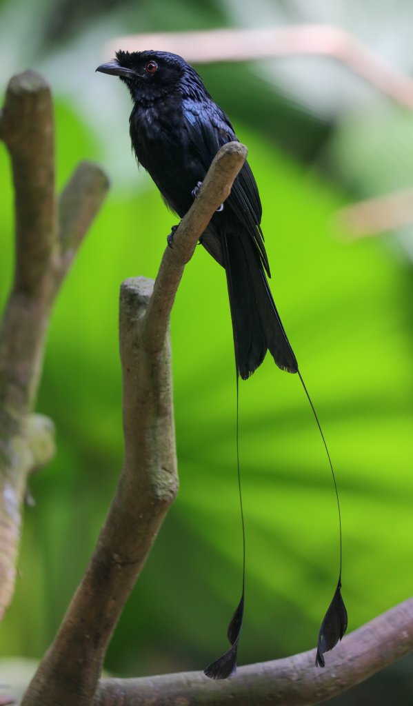 Greater Racquet-tailed Drongo
