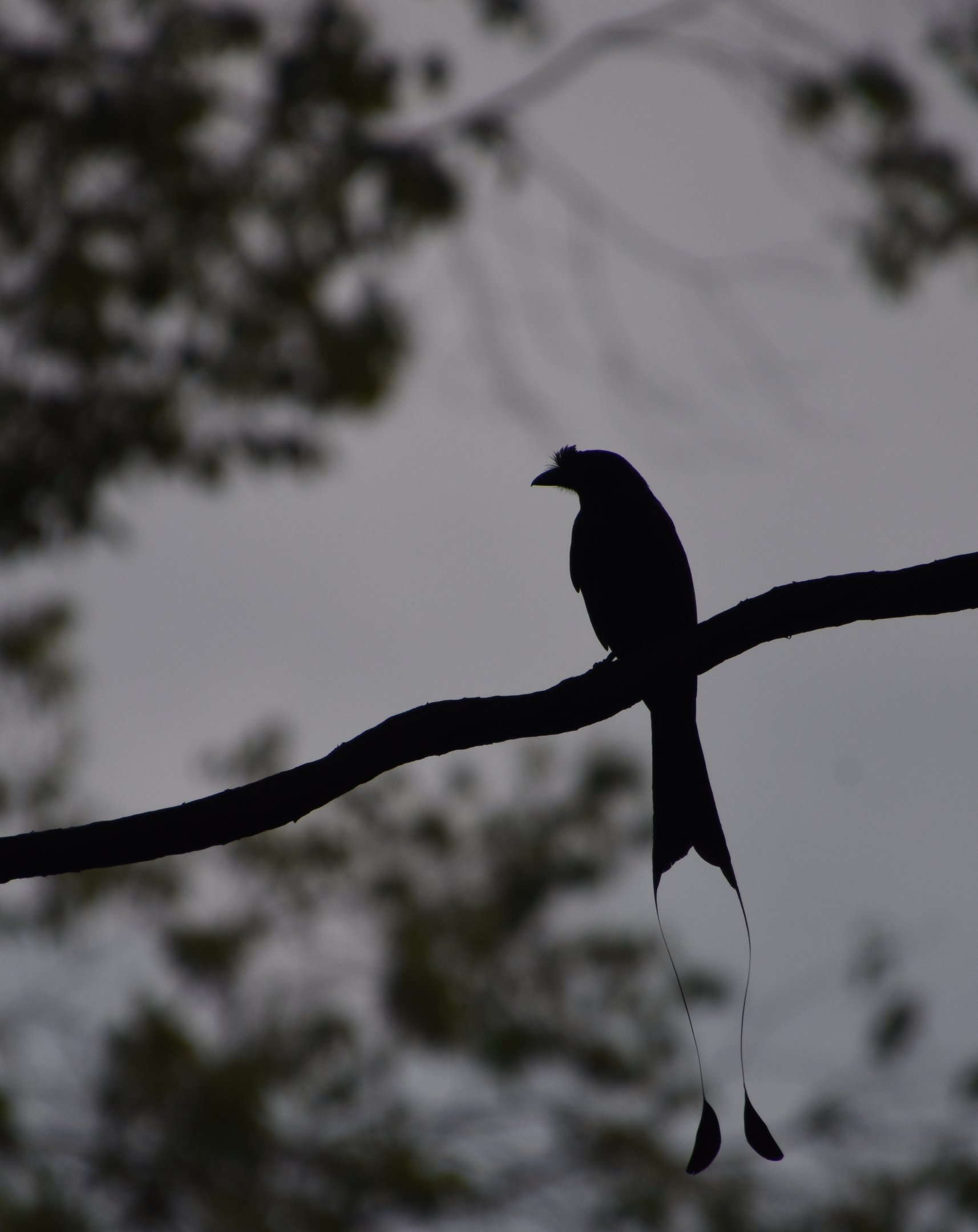 Greater racquet-tailed drongo