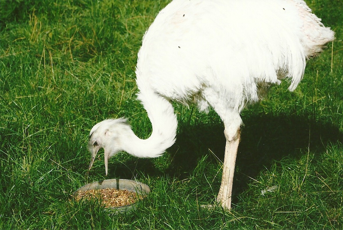 Greater Rhea 11th September 2012