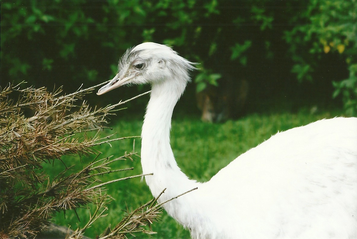 Greater Rhea 11th September 2012