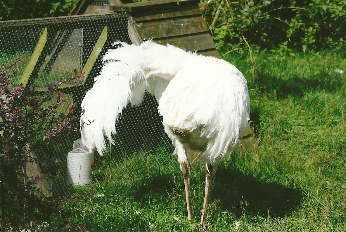 Greater Rhea 11th September 2012