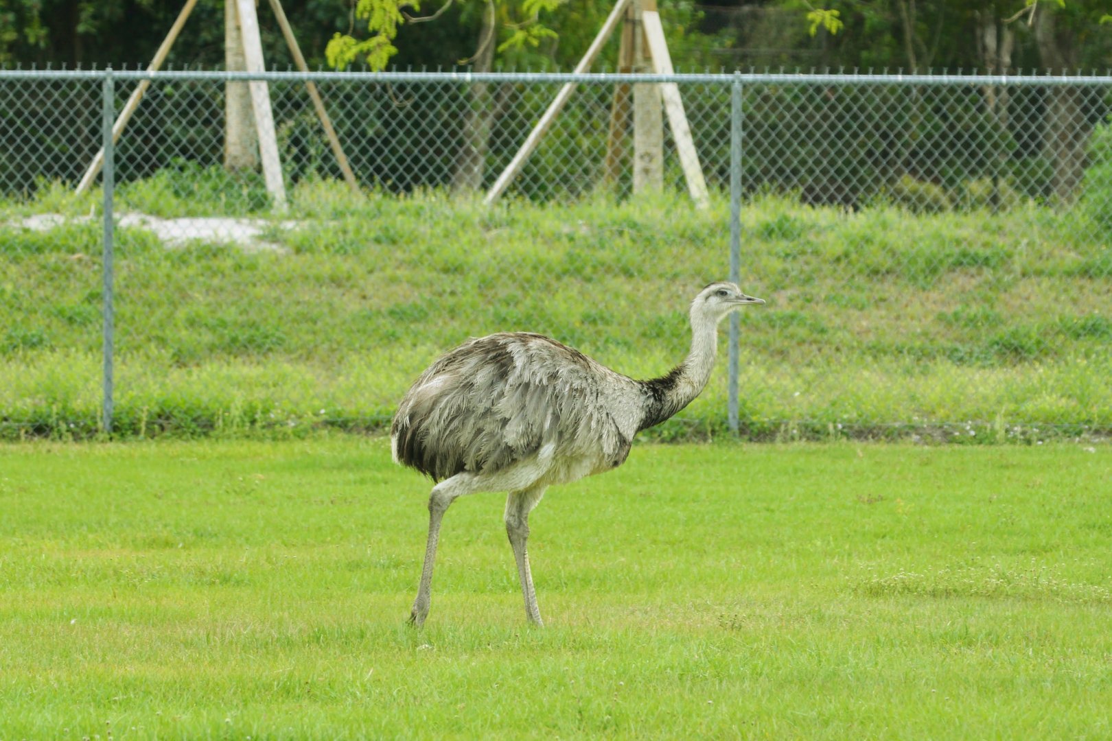 Greater Rhea (2016)