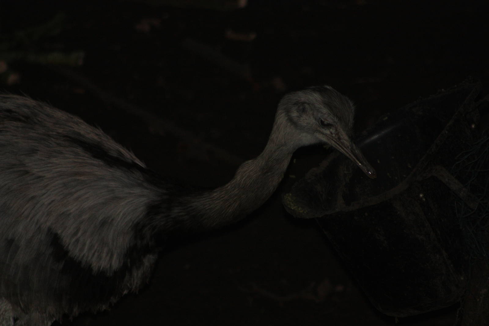 Greater Rhea, 22nd December 2014