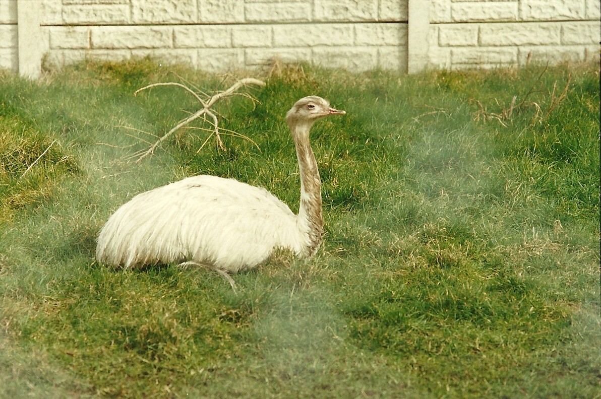 Greater Rhea 4th March 1995