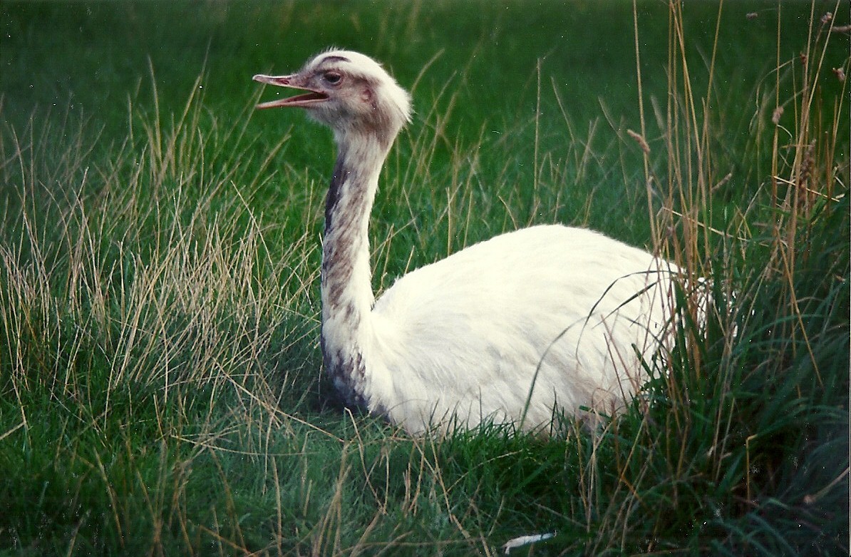 Greater Rhea 4th October 1995