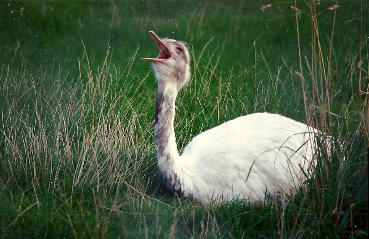 Greater Rhea 4th October 1995