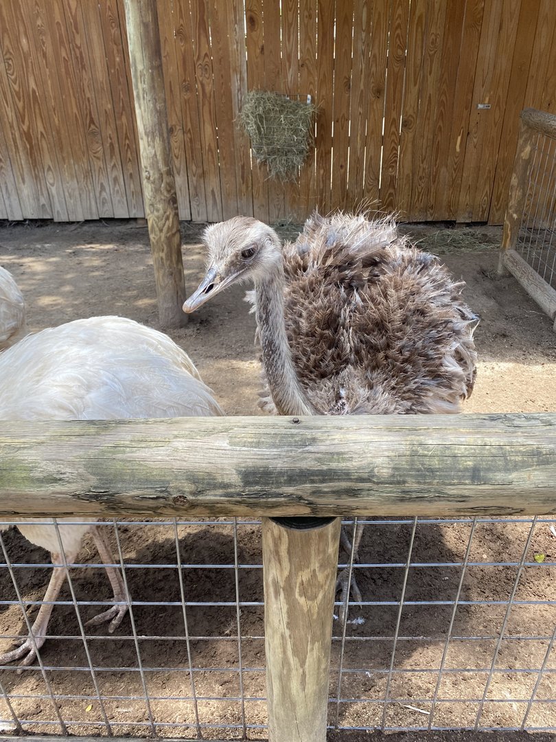 Greater Rhea - 6/22/2023