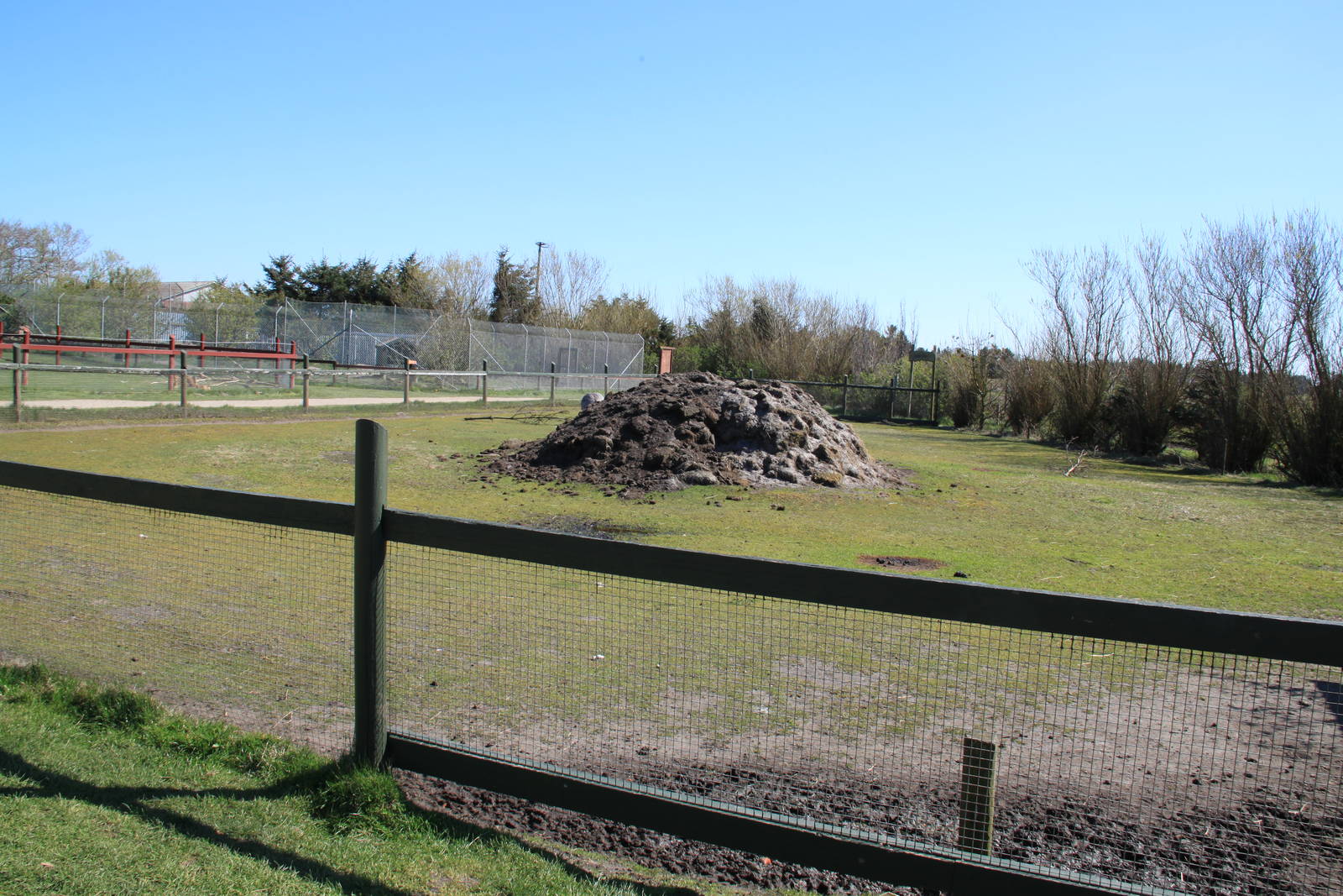 Greater Rhea and Alpaca Enclosure
