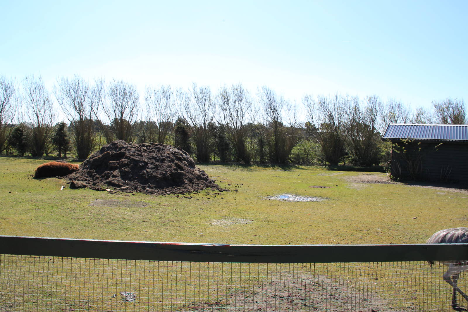 Greater Rhea and Alpaca Enclosure