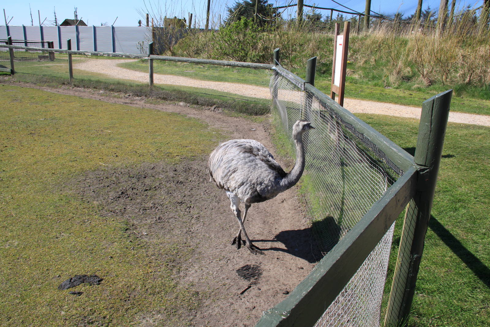 Greater Rhea and Alpaca Enclosure
