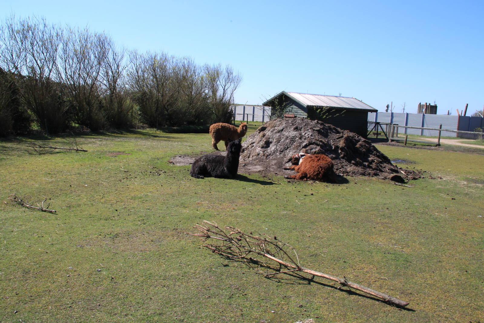 Greater Rhea and Alpaca Enclosure