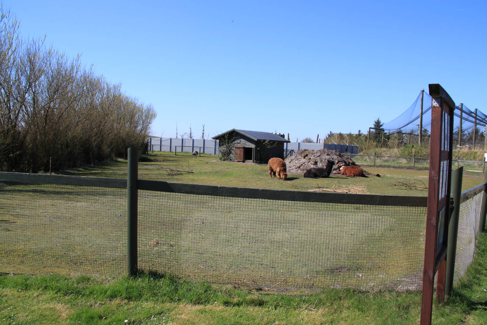 Greater Rhea and Alpaca Enclosure