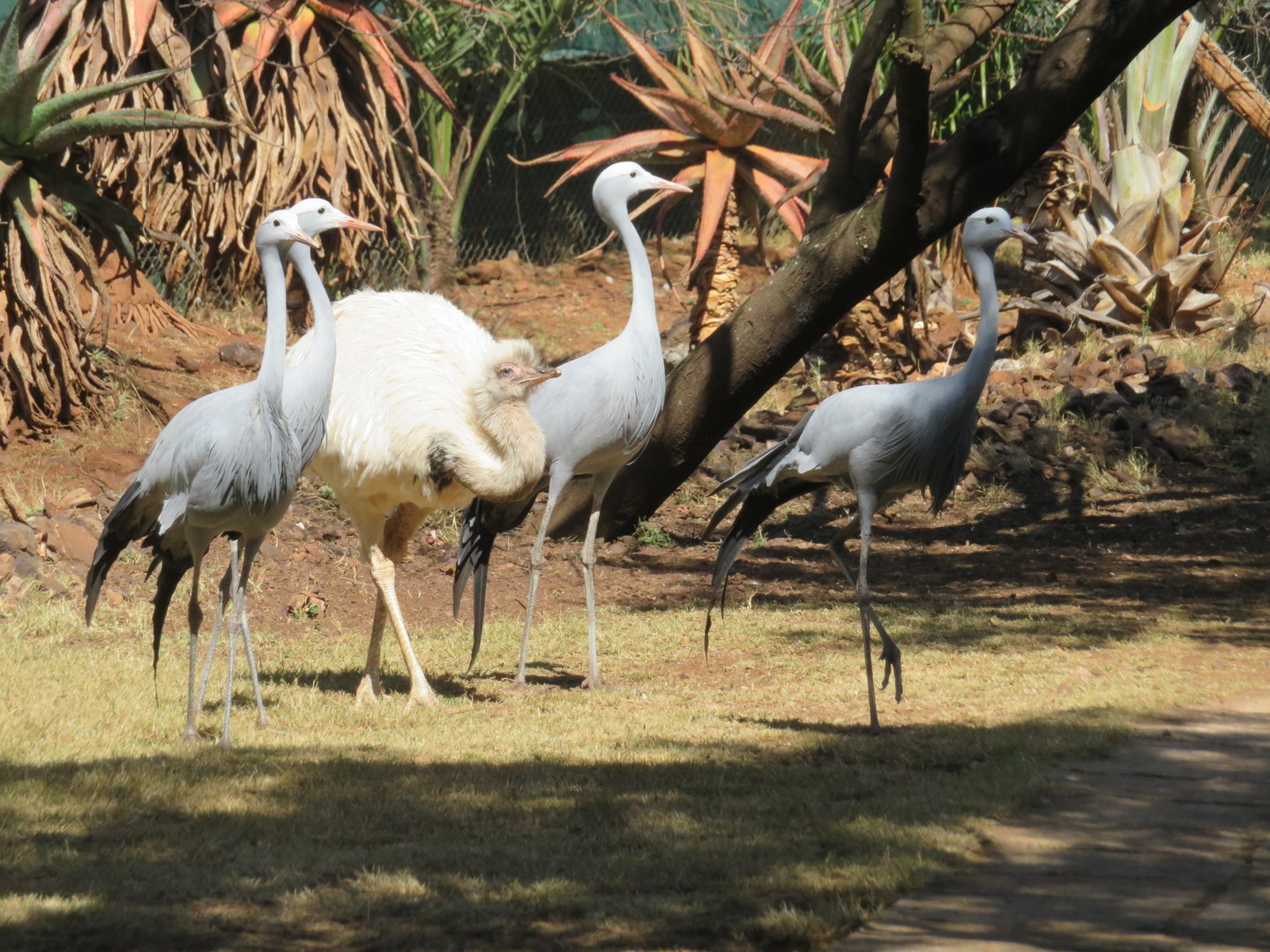 Greater Rhea and Blue Crane in large mixed species exhibit