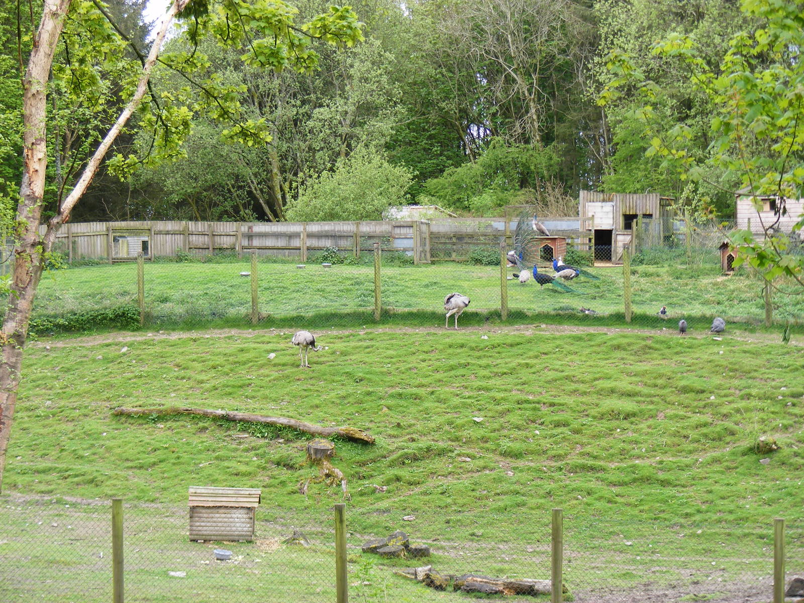 Greater rhea and capybara mixed enclosure at Galloway Wildlife Conservation