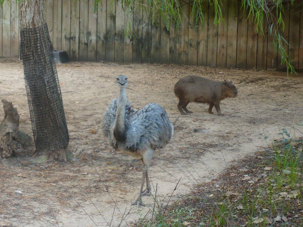 Greater rhea and capybara