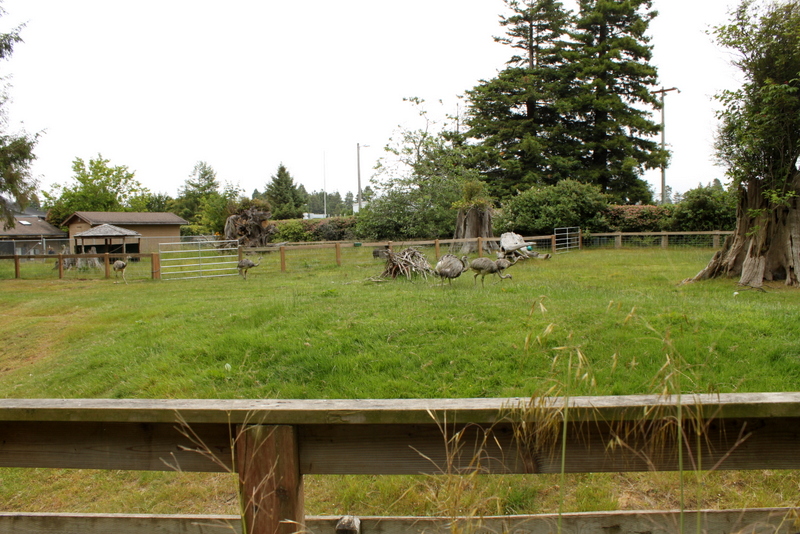 Greater Rhea and Chacoan Peccary Exhibit