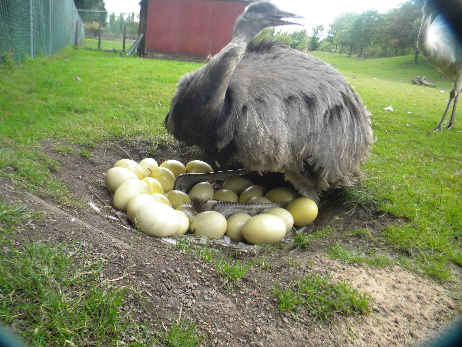 Greater Rhea and eggs at Blackpool Zoo 26/06/11