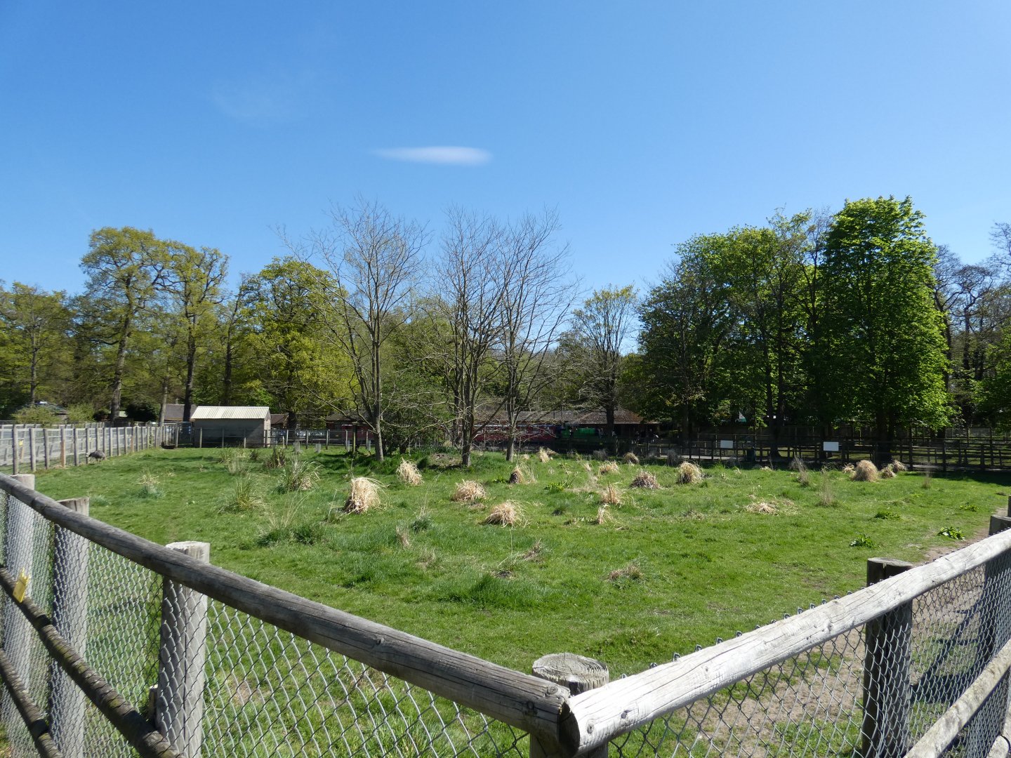 Greater rhea and mara enclosure