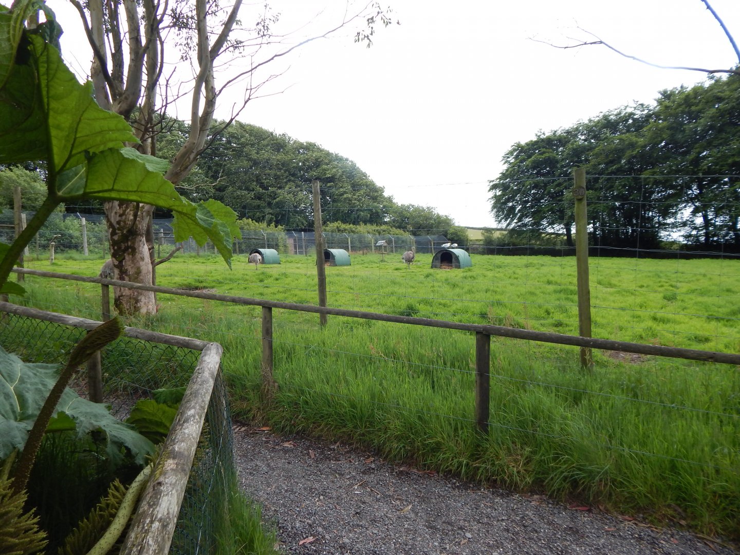 Greater rhea and Patagonian mara enclosure 050625