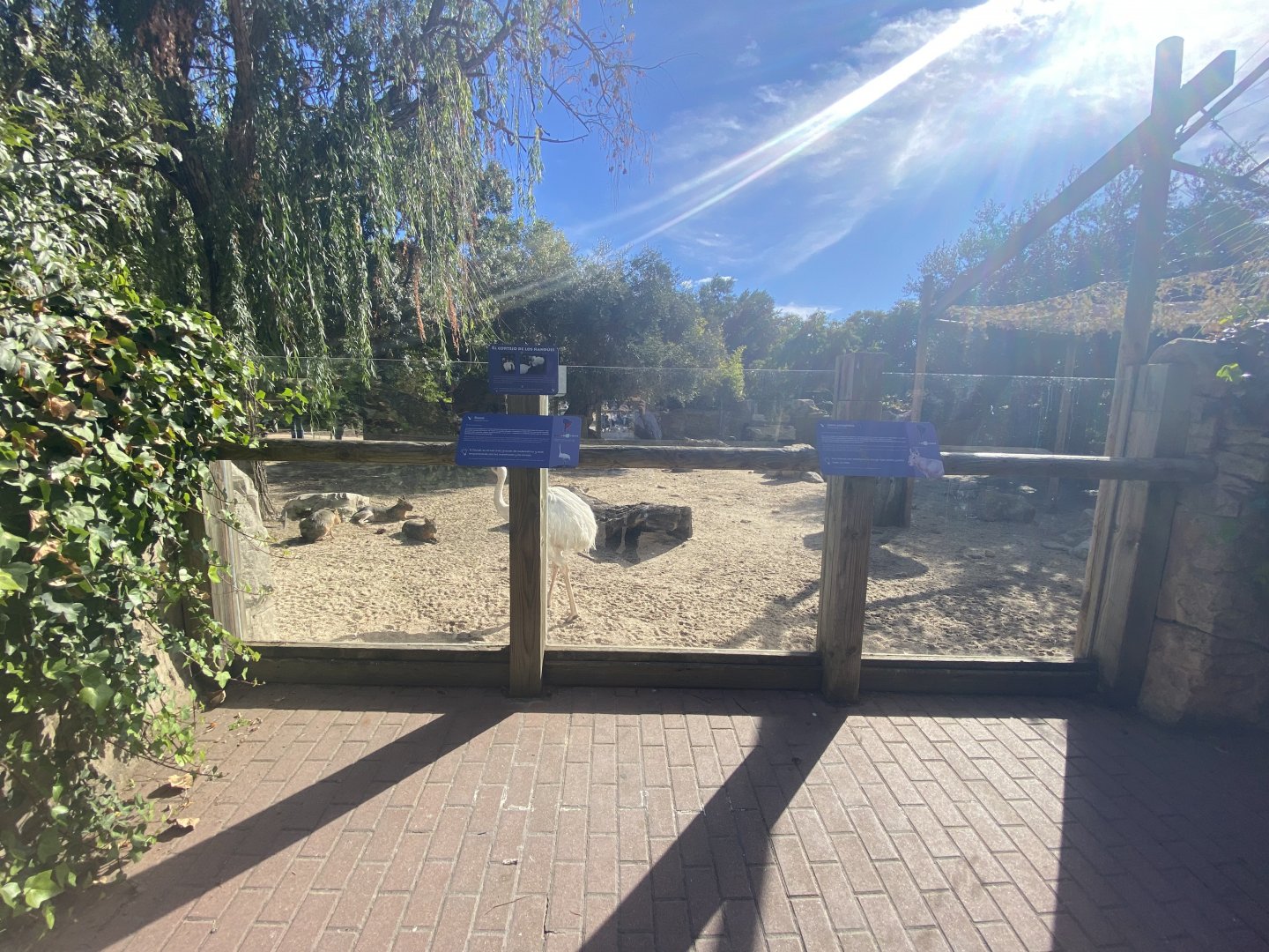 Greater rhea and Patagonian mara enclosure