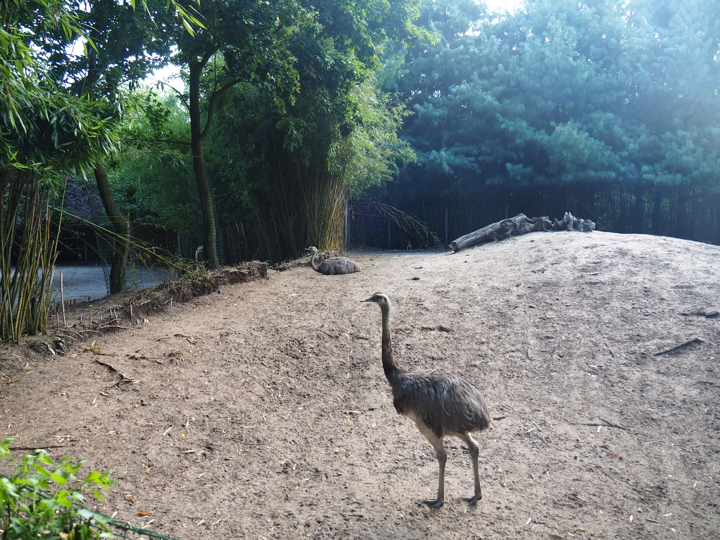 Greater rhea and Vicuña paddock, 2019-08-11