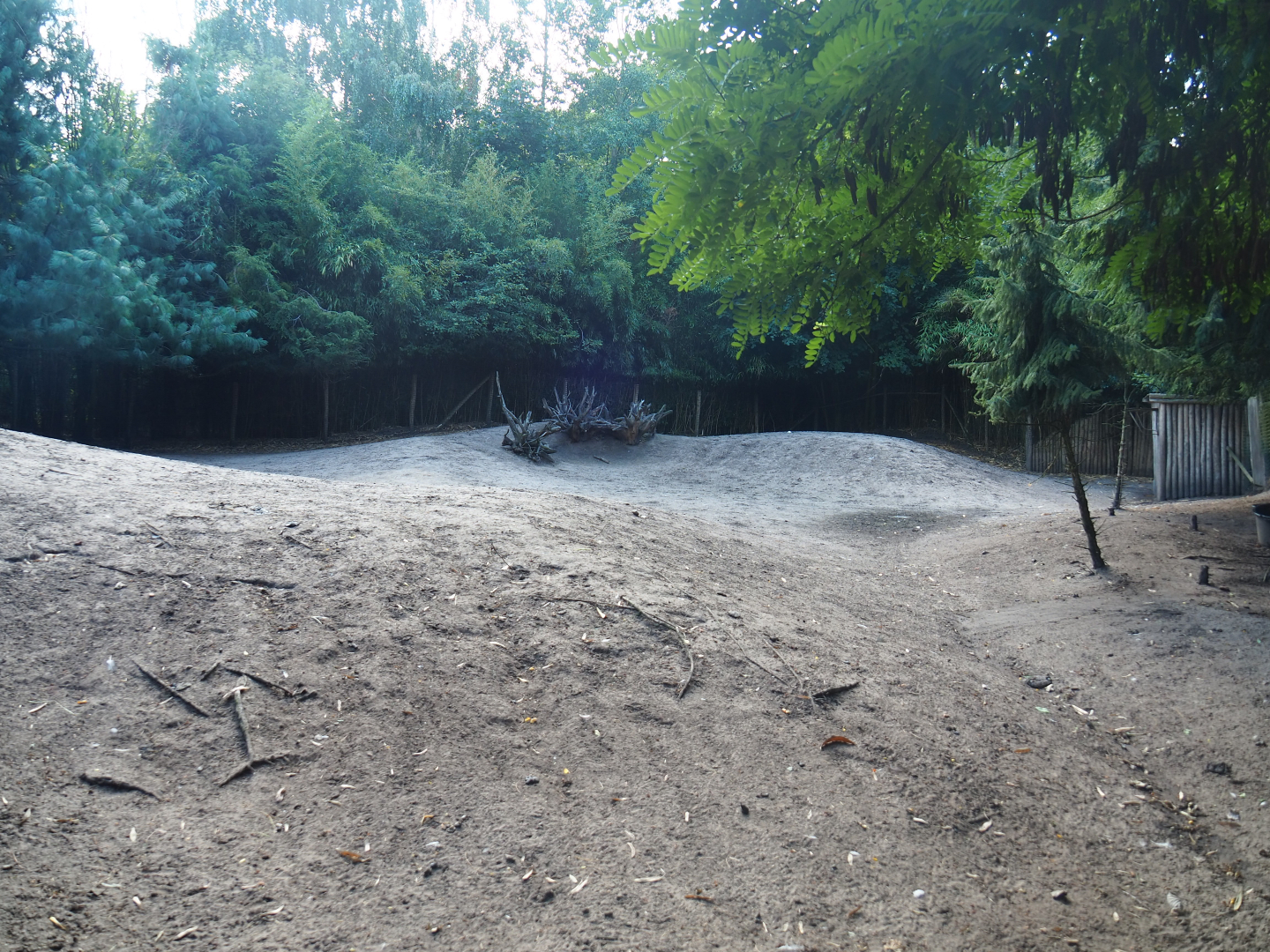 Greater rhea and Vicuña paddock, 2019-08-11