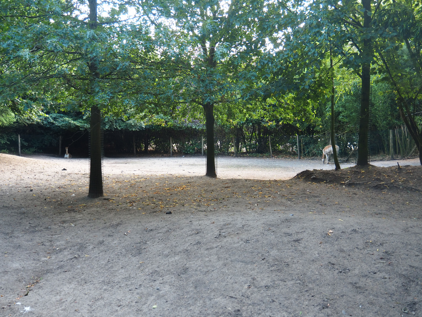 Greater rhea and Vicuña paddock, 2019-08-11