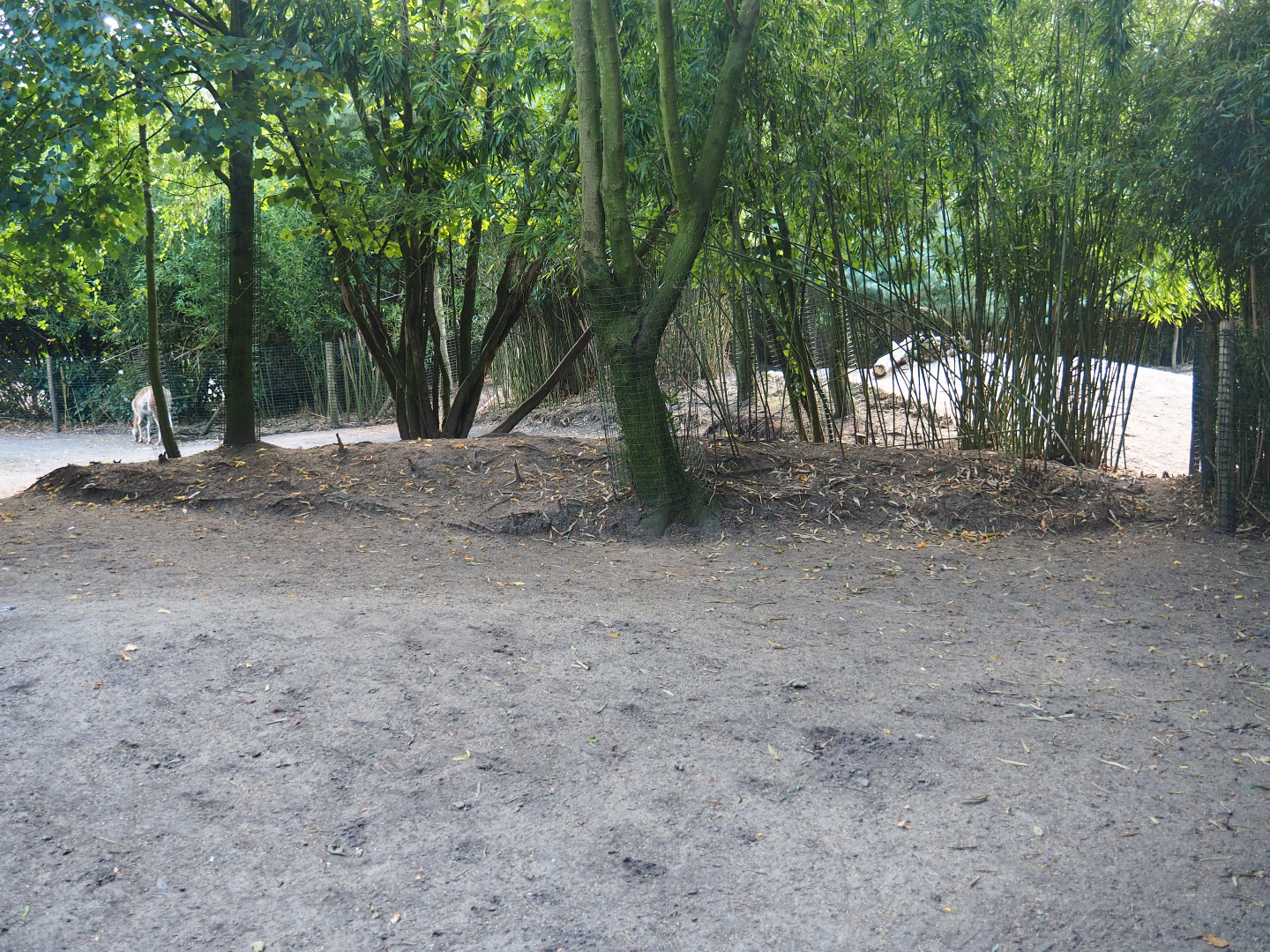 Greater rhea and Vicuña paddock, 2019-08-11