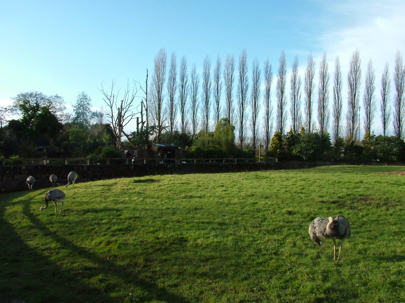 Greater Rhea and Vicuna paddock at Chester 06/12/09