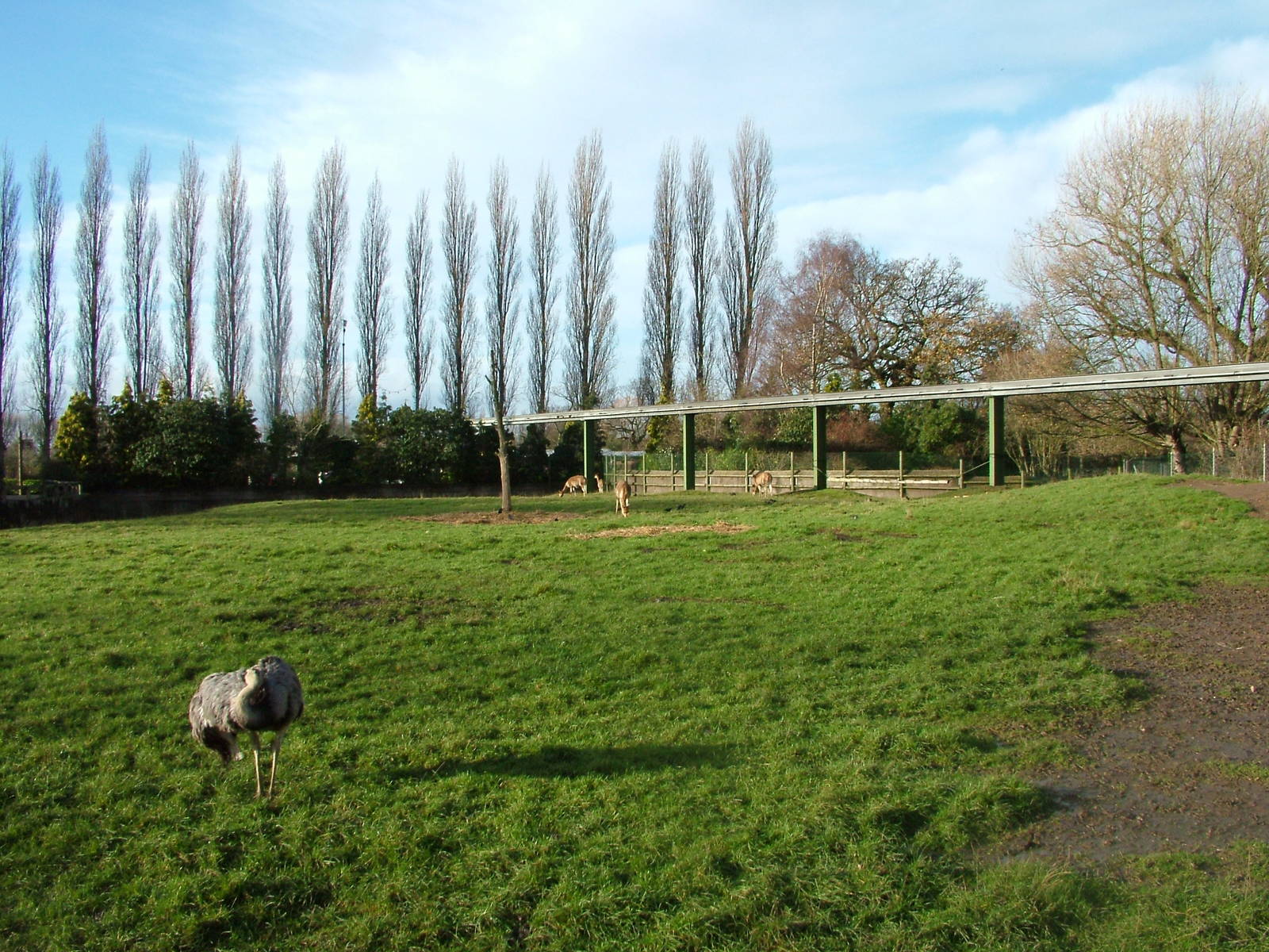 Greater Rhea and Vicuna paddock at Chester 06/12/09