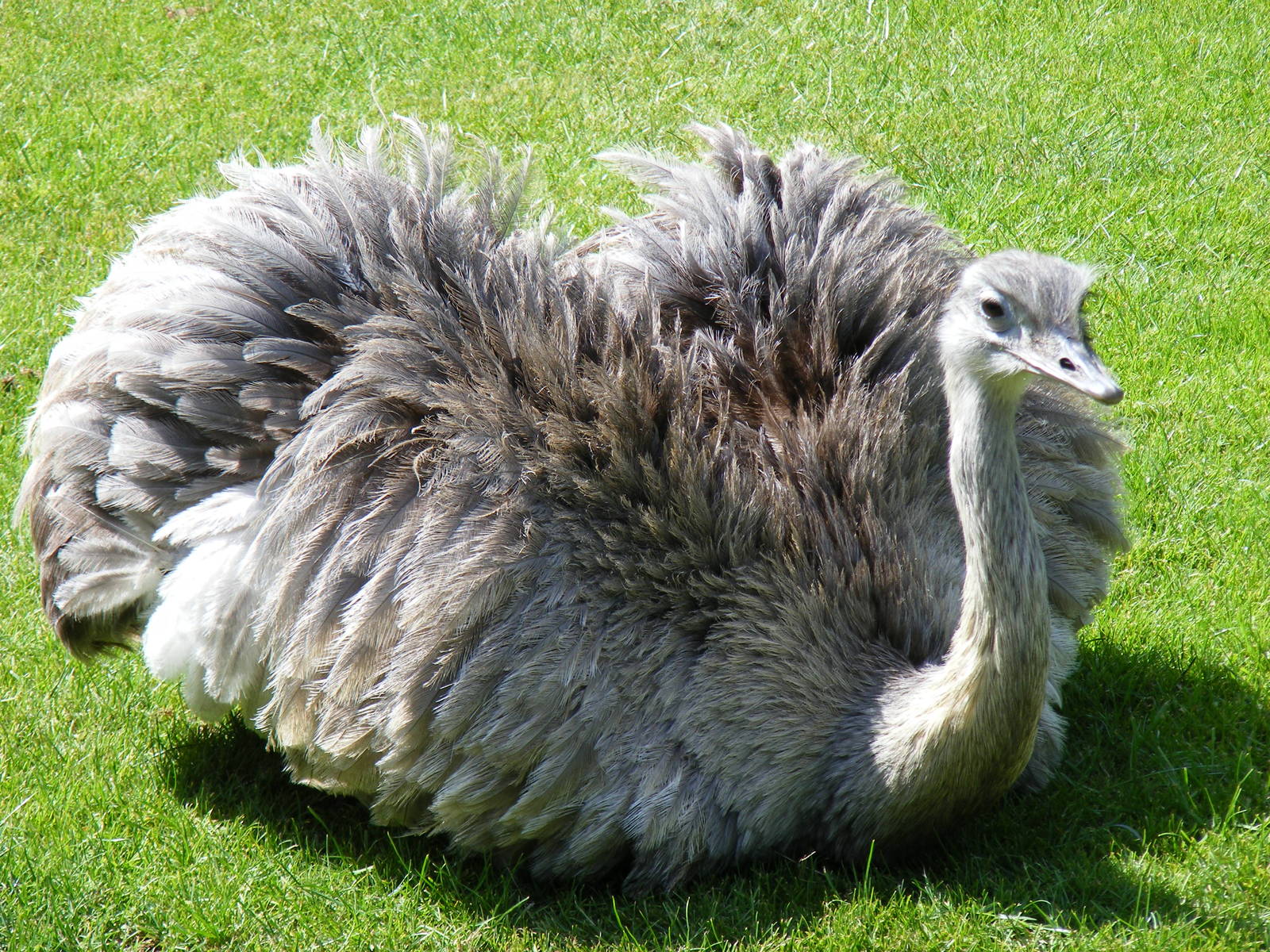 Greater rhea at Birdworld, 20 June 2010