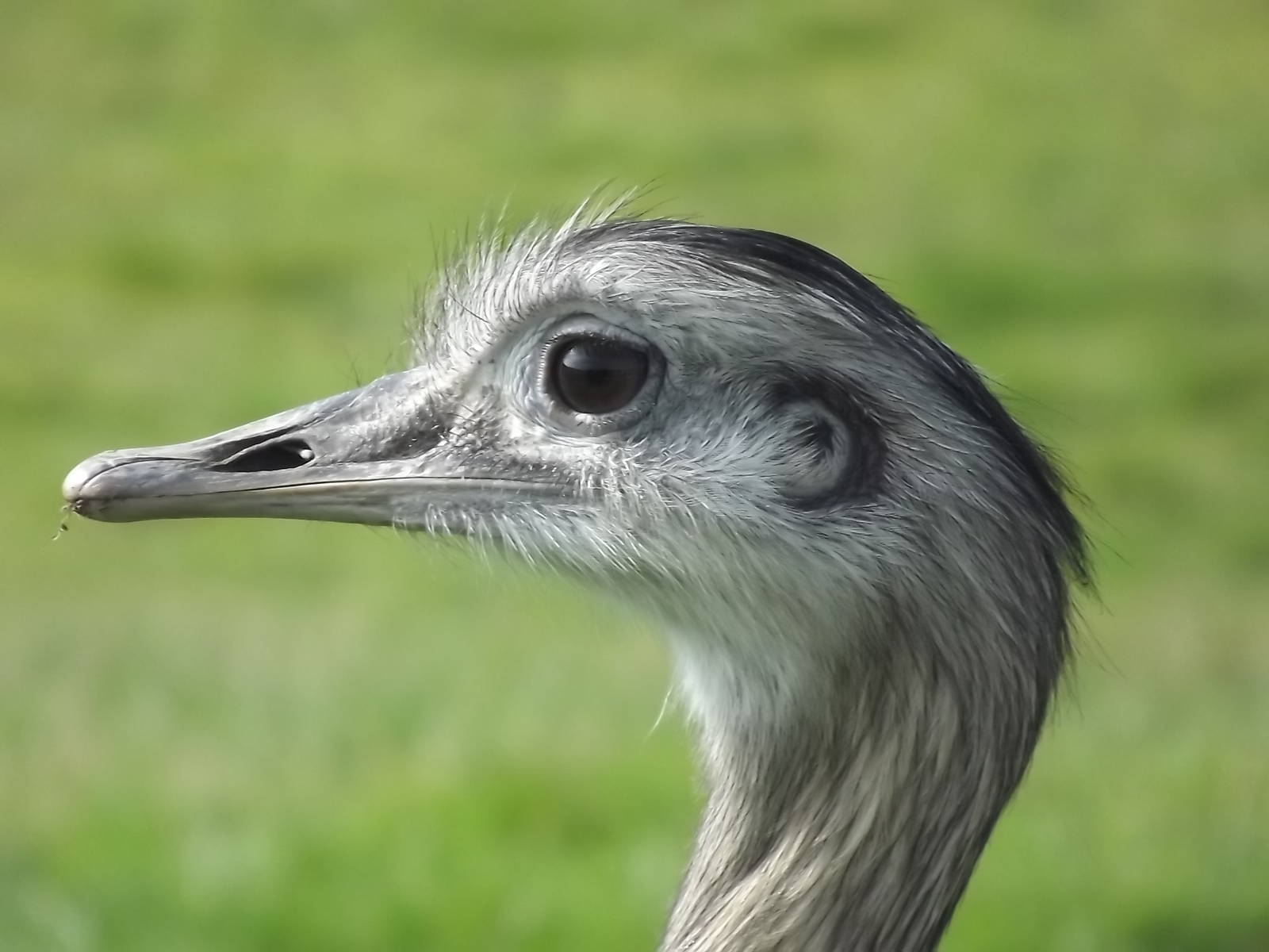 Greater Rhea at Knowsley Safari Park 08/09/12